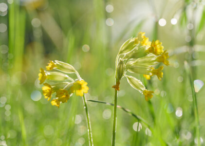 Ekumenisk gudstjänst 18 maj 11:00